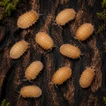 Muricatum İsopod