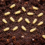 CERATOPHYSELLA YELLOW ALBİNO 20 Adet (Springtail)