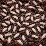 FALSOMIA CANDIDA 1 Koloni (Springtail)