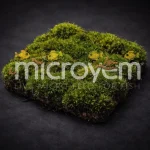 Kara Yosunu 10x10cm (Dinlendirilmiş Steril)