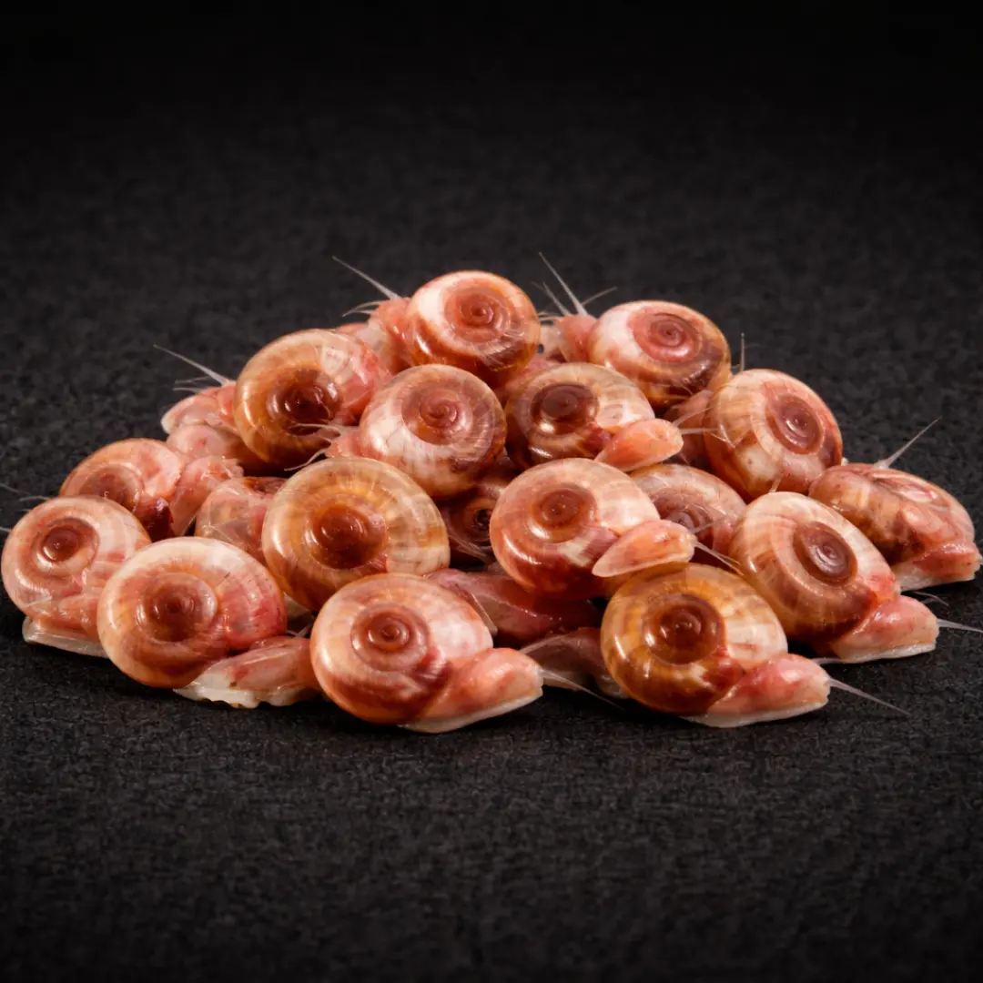 Ramshorn-Salyangozu-Canli-yem.webp Ramshorn Salyangozu Canlı yem 10 Adet - Görsel 1