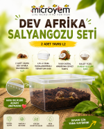Dev Afrika Salyangozu Seti ( 2 Adet Yavru L2) - Görsel 2