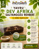 Dev Afrika Salyangozu Seti ( 2 Adet Yavru L2) - Görsel 3