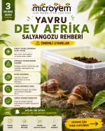 Dev Afrika Salyangozu Seti ( 2 Adet Yavru L2) - Görsel 4