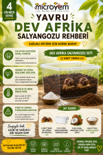 Dev Afrika Salyangozu Seti ( 2 Adet Yavru L2) - Görsel 5