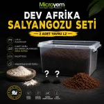 Dev Afrika Salyangozu Seti ( 2 Adet Yavru L2)