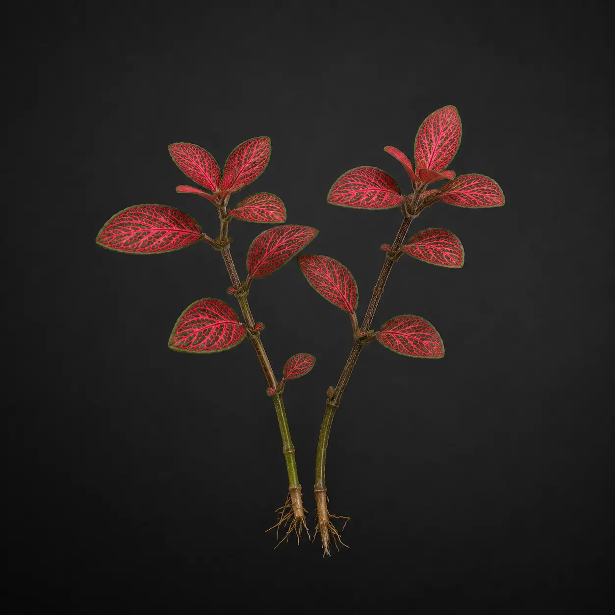 6cd3a3b4-2cbb-4942-ba62-9c28311c63e3 Fittonia Bitkisi 2 kök