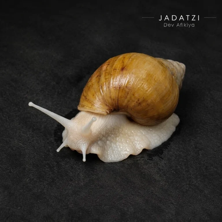 Dev Afrika Salyangozu "Jadatzi" 3-5cm