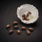 Dubia Hamam Böceği 1-2cm (10 Adet)