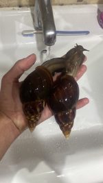 Dev Afrika Salyangozu Fullica 12cm - Görsel 2
